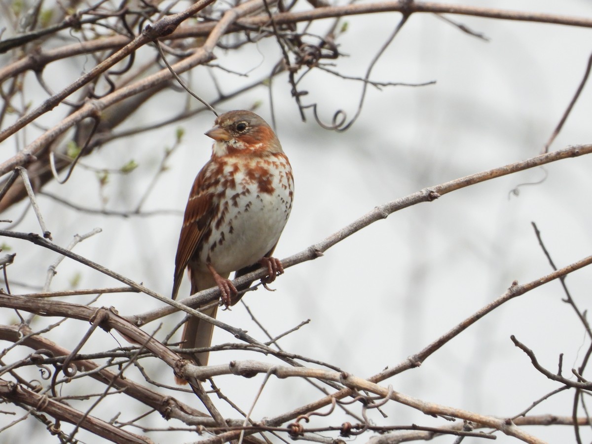 Fox Sparrow - ML616073556