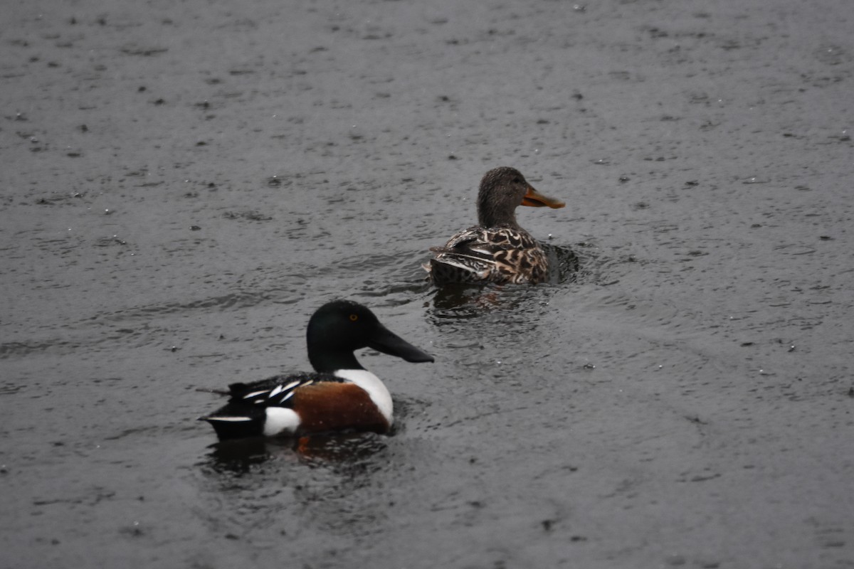 Northern Shoveler - ML616073672