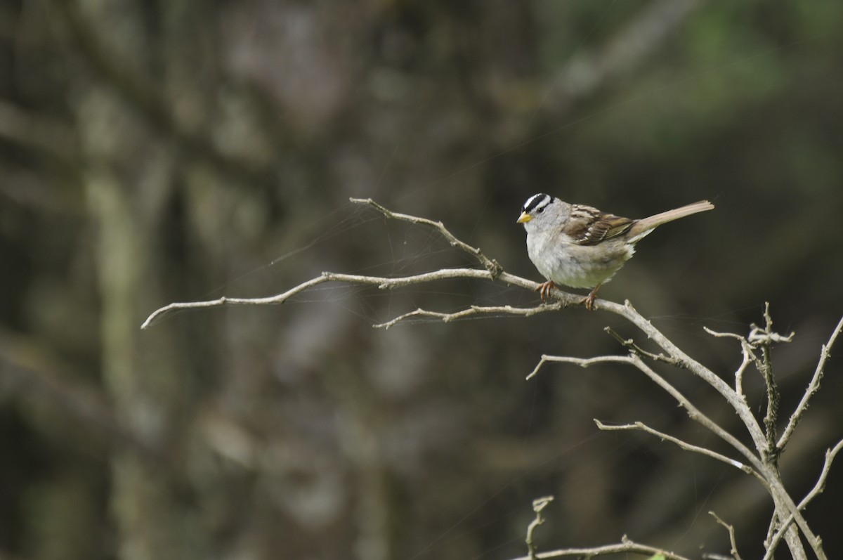 White-crowned Sparrow - ML616073694