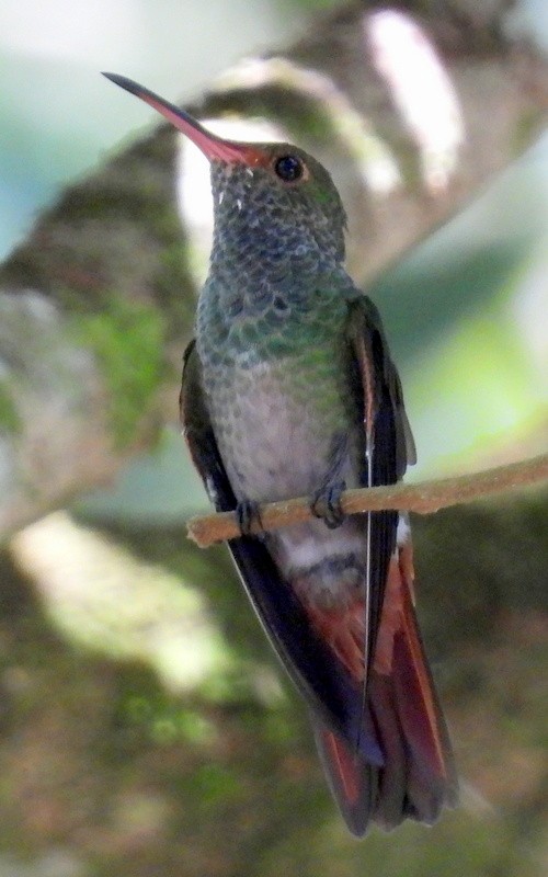 Colibrí de Cuvier - ML616073737