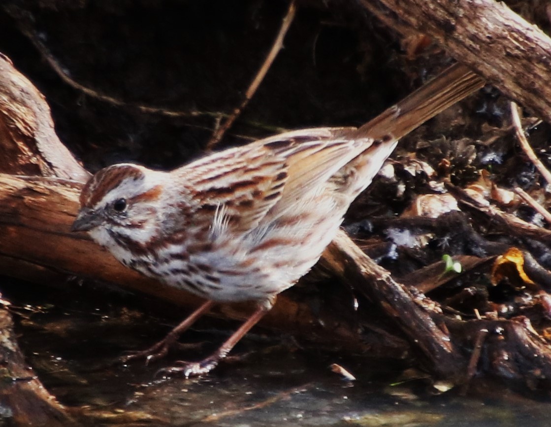 Song Sparrow - ML616073746