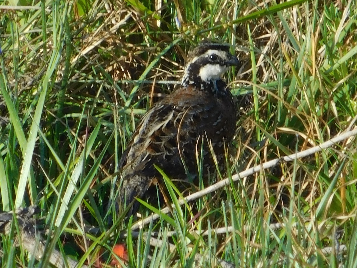 Northern Bobwhite - ML616073749