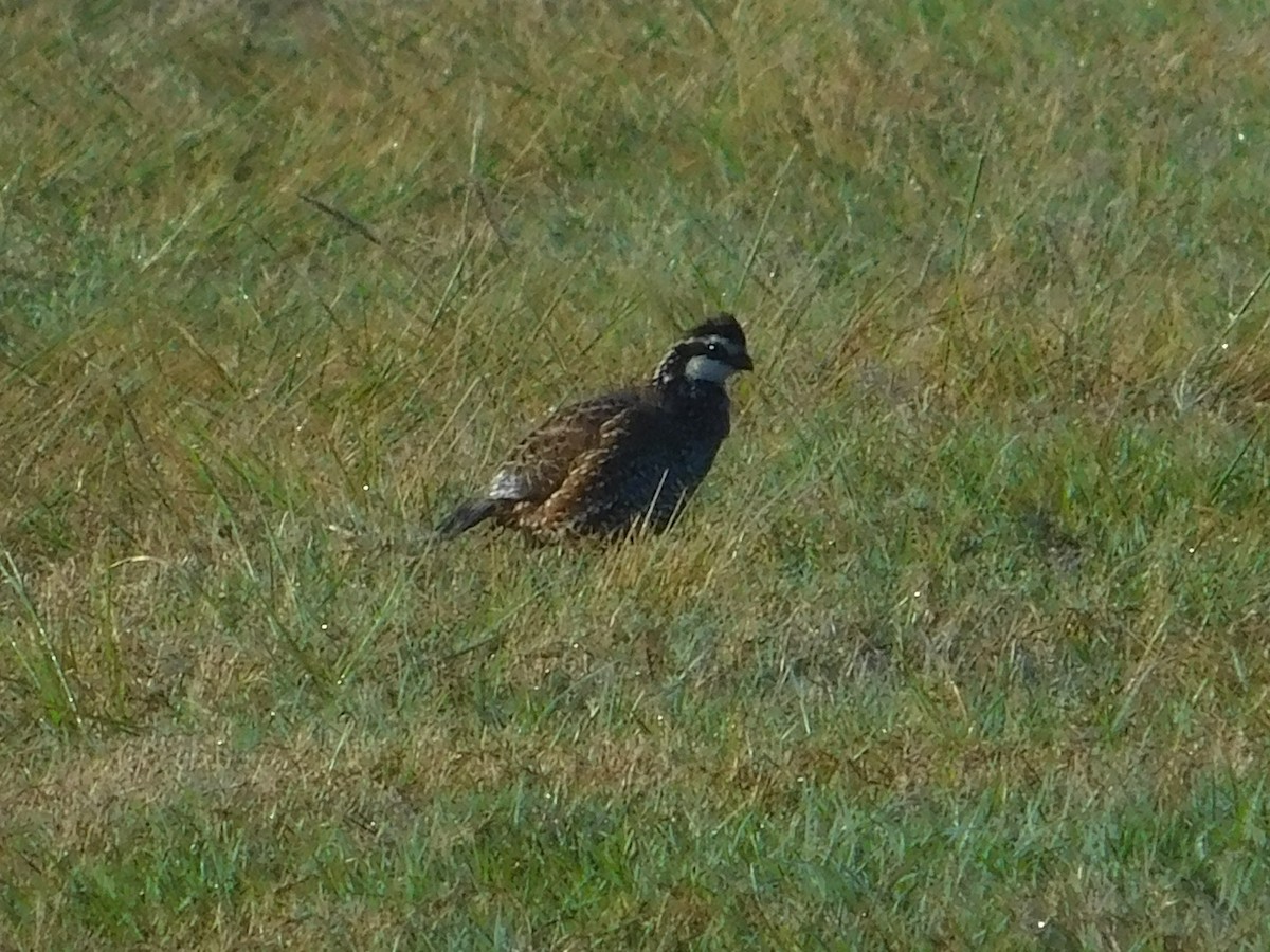 Northern Bobwhite - ML616073750