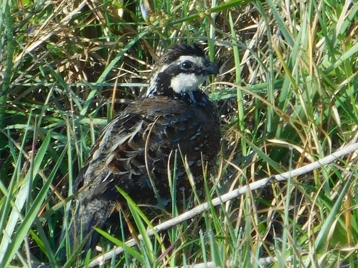 Northern Bobwhite - Danny Lee