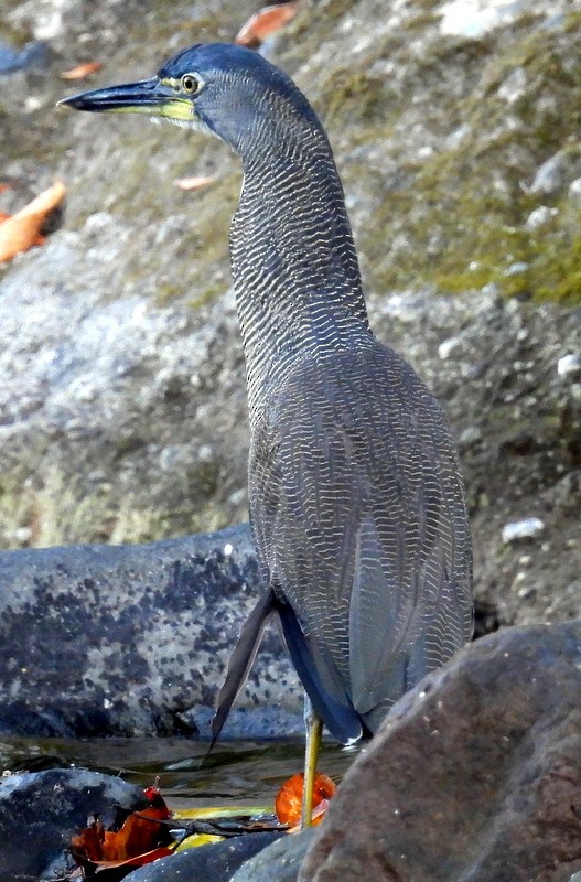 Fasciated Tiger-Heron - ML616073758