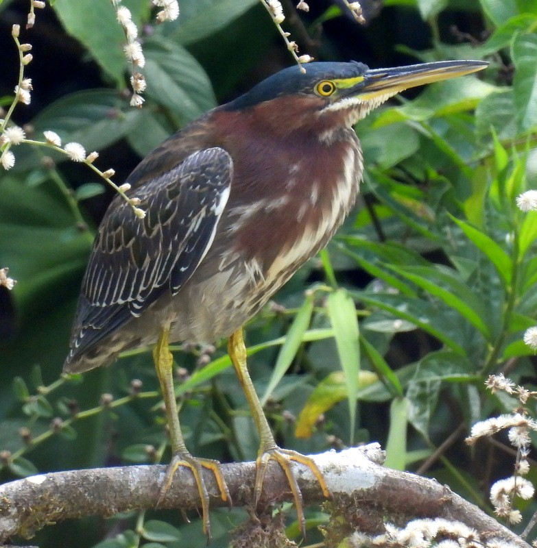 Green Heron - ML616073769