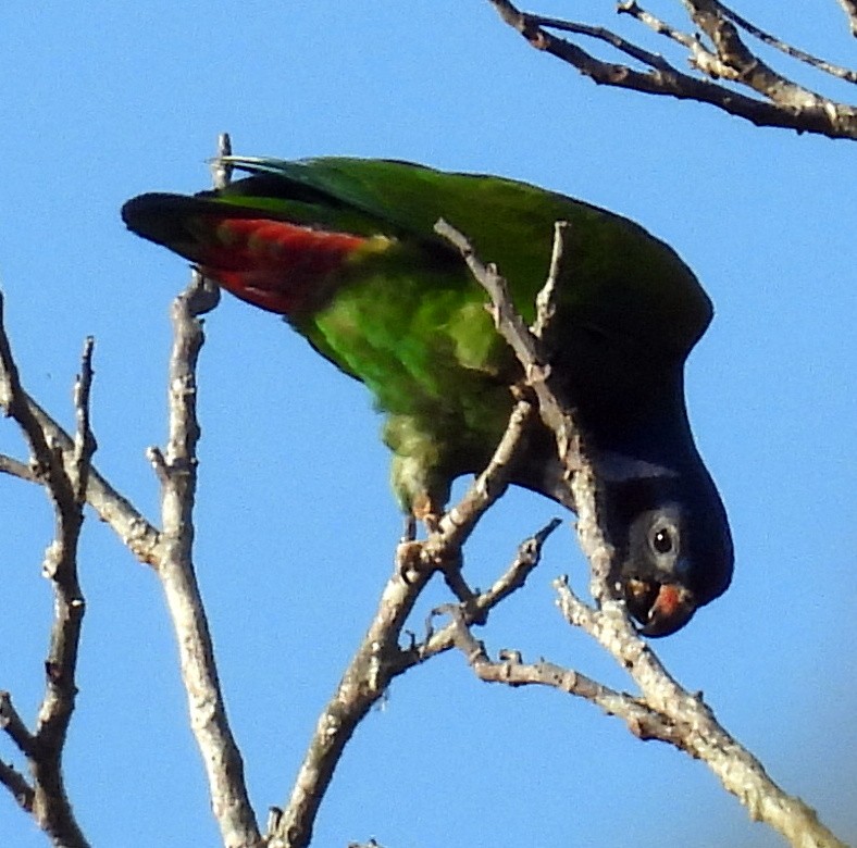 Blue-headed Parrot - ML616073781