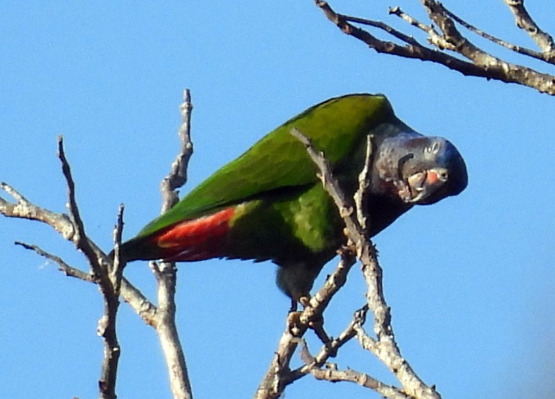 Blue-headed Parrot - ML616073788