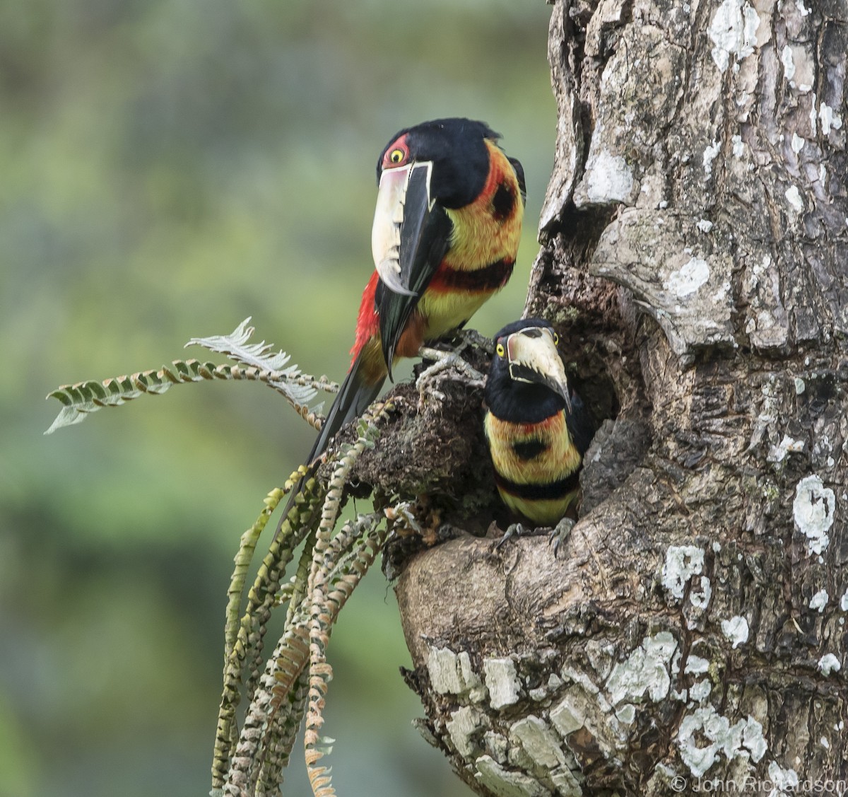 Collared Aracari - John Richardson