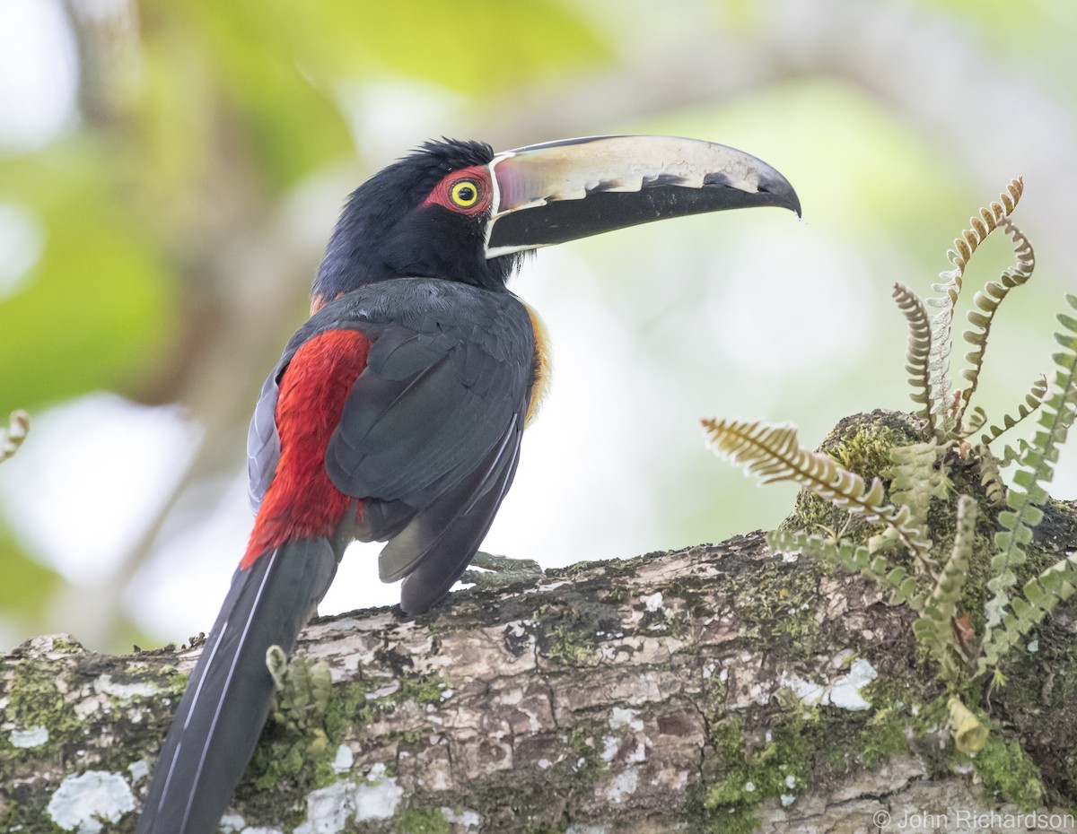 Collared Aracari - John Richardson