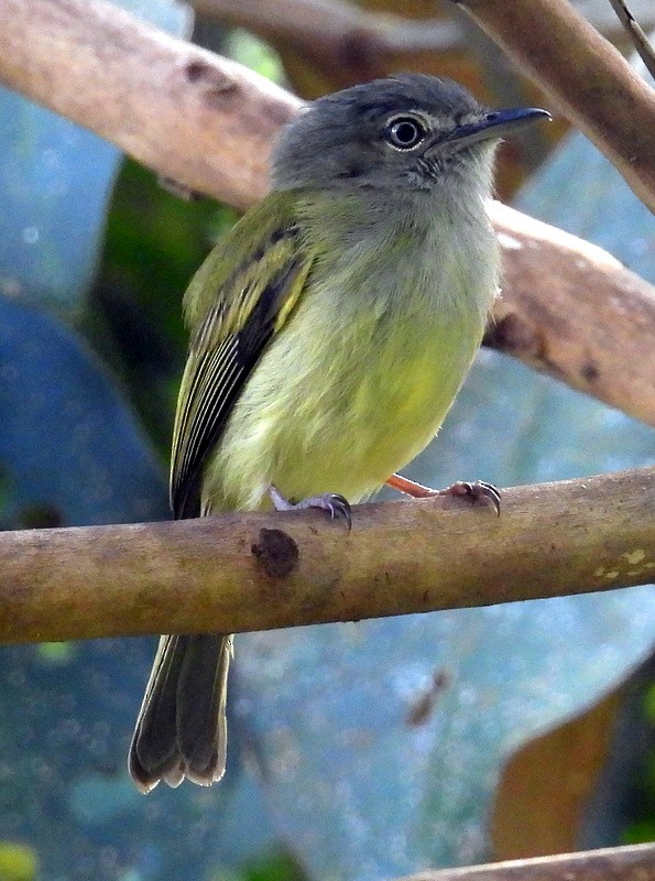 Slate-headed Tody-Flycatcher - Bill Fox