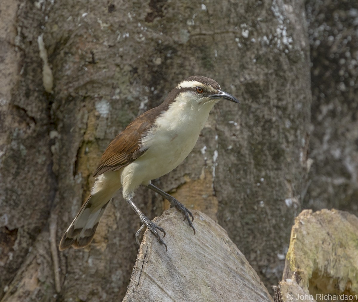 Bicolored Wren - John Richardson