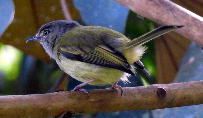 Slate-headed Tody-Flycatcher - ML616073824