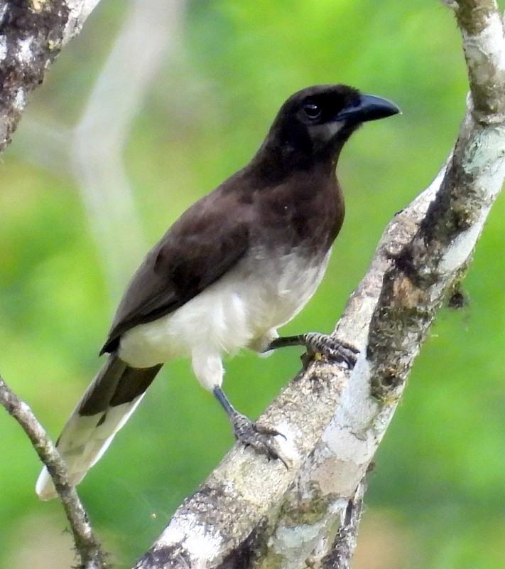 Brown Jay - ML616073836