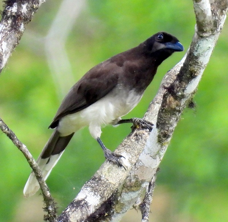 Brown Jay - ML616073840