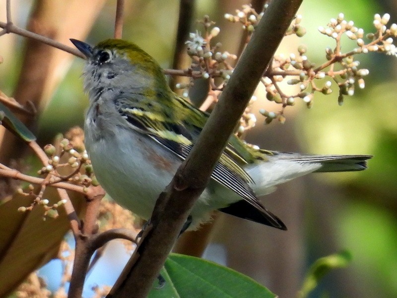 Chestnut-sided Warbler - ML616073866