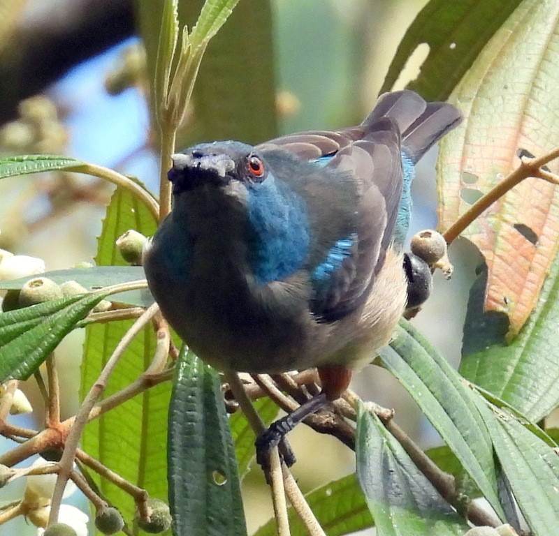 Scarlet-thighed Dacnis - ML616073878