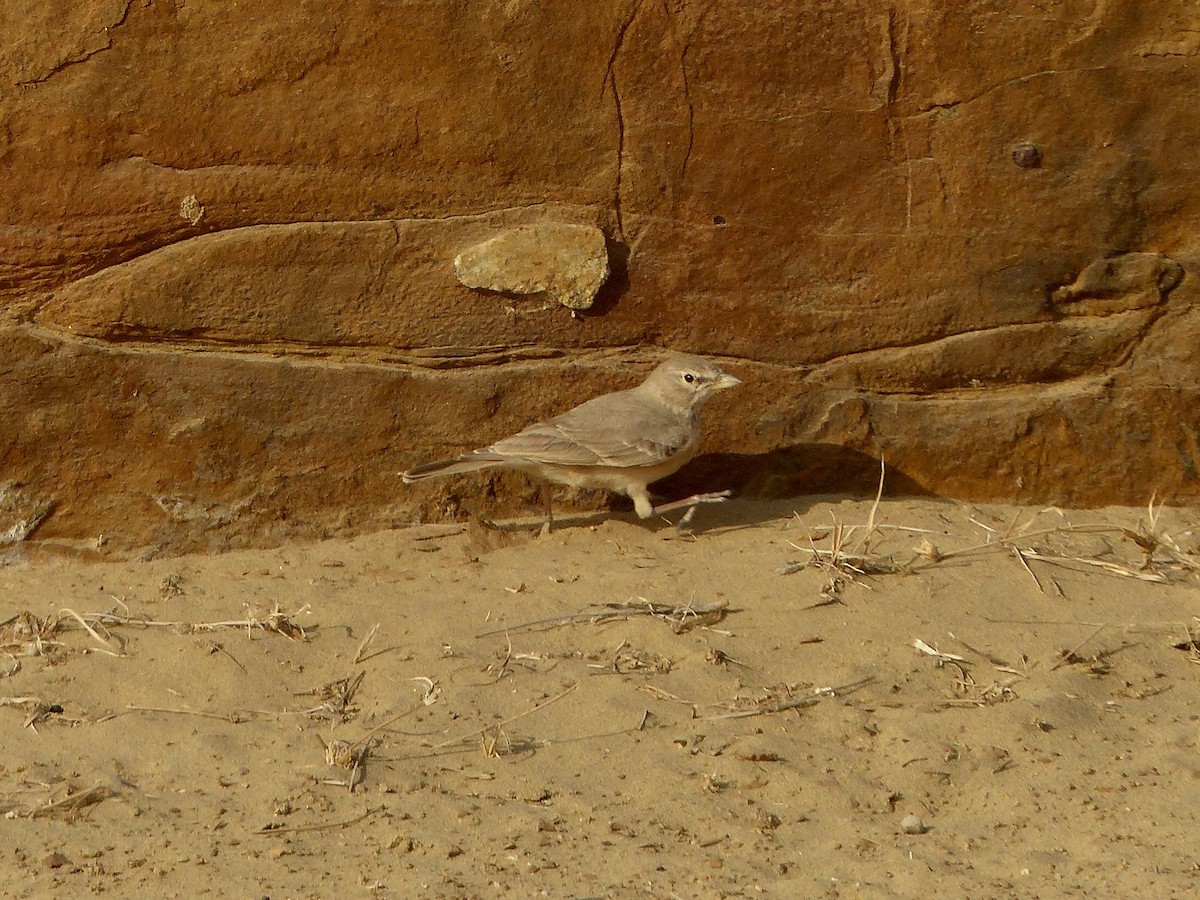 Desert Lark - ML616073937