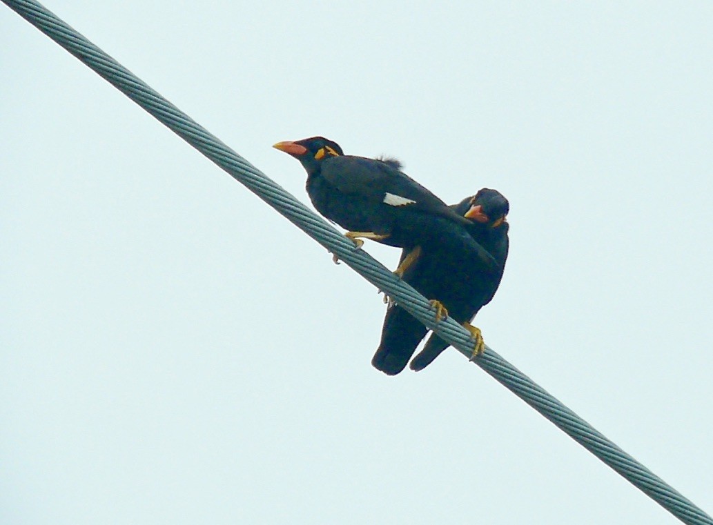 Common Hill Myna - ML616073941