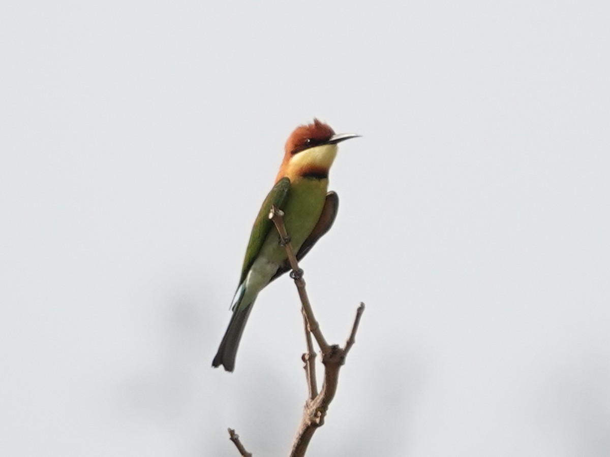 Chestnut-headed Bee-eater - ML616073993