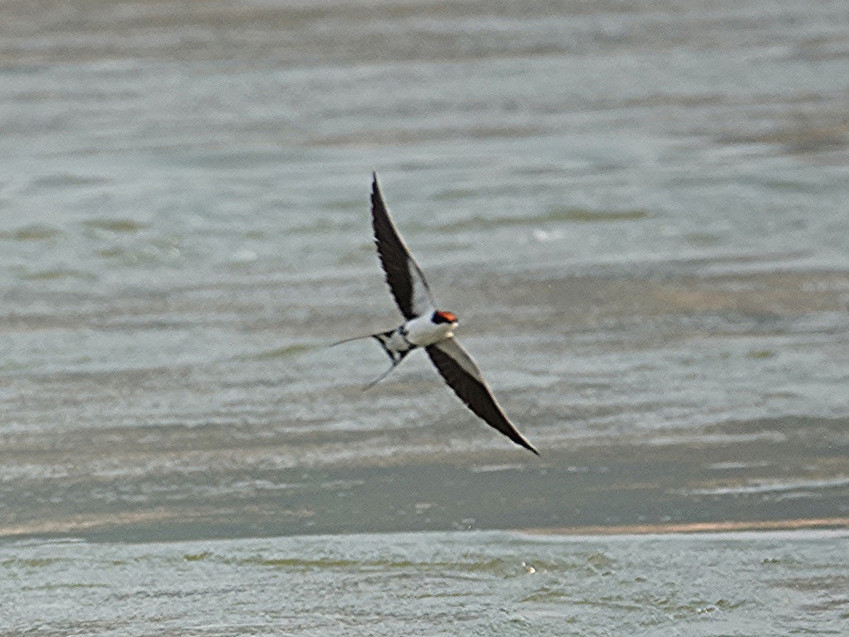 Wire-tailed Swallow - ML616073998