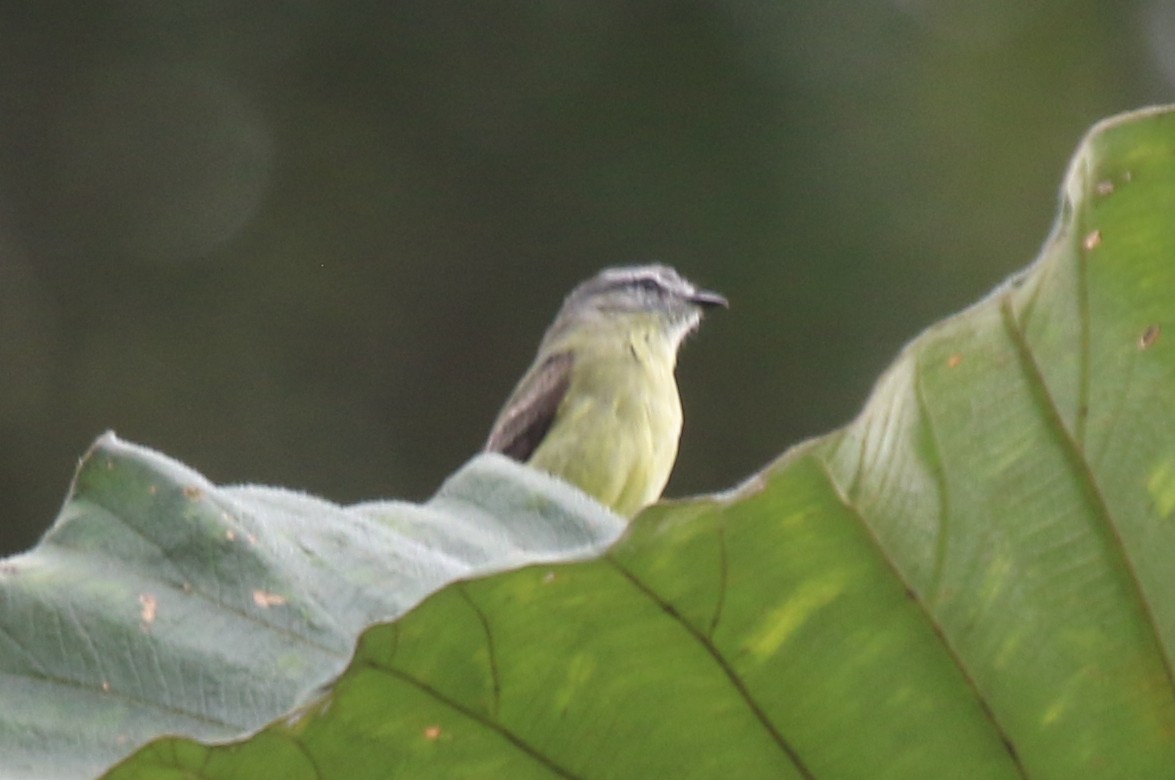 Sooty-headed Tyrannulet - ML616074018