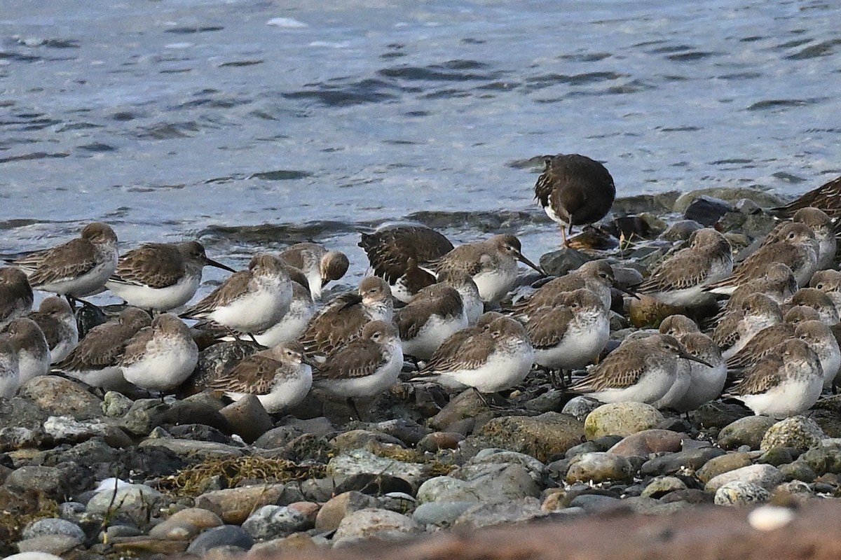 Alpenstrandläufer - ML616074061