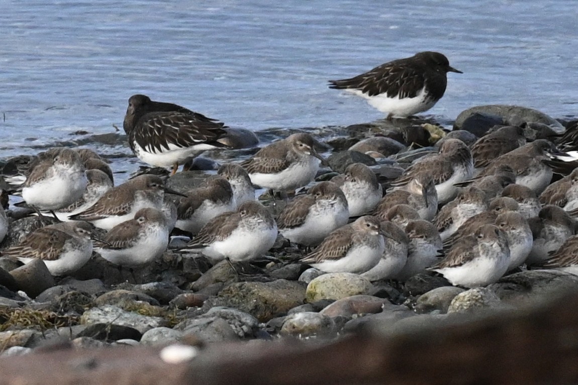 Alpenstrandläufer - ML616074062