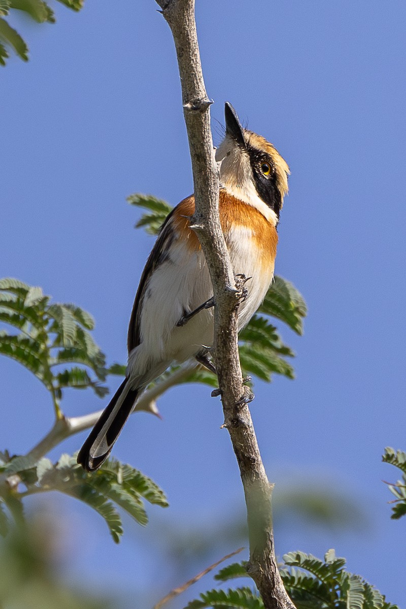 Senegal Batis - Lindsey Napton