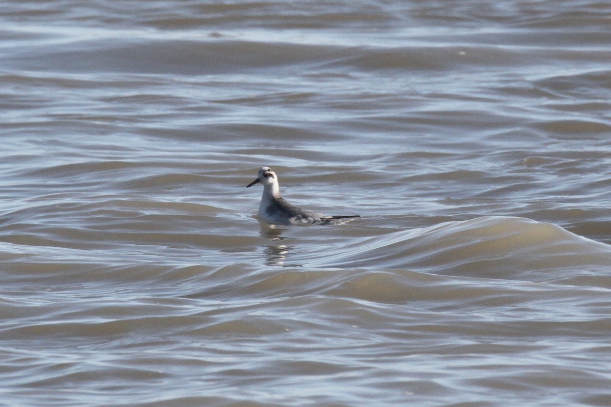 Red Phalarope - ML616074130