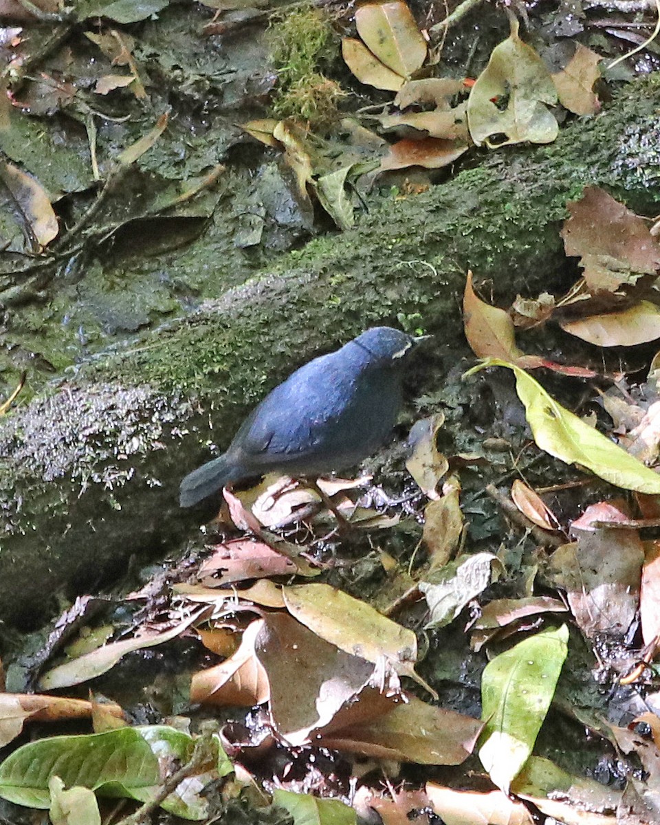 Himalayan Shortwing - Robert Polkinghorn