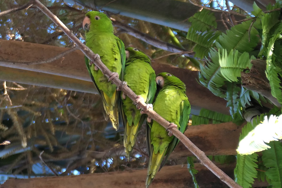 Pacific Parakeet - ML616074144