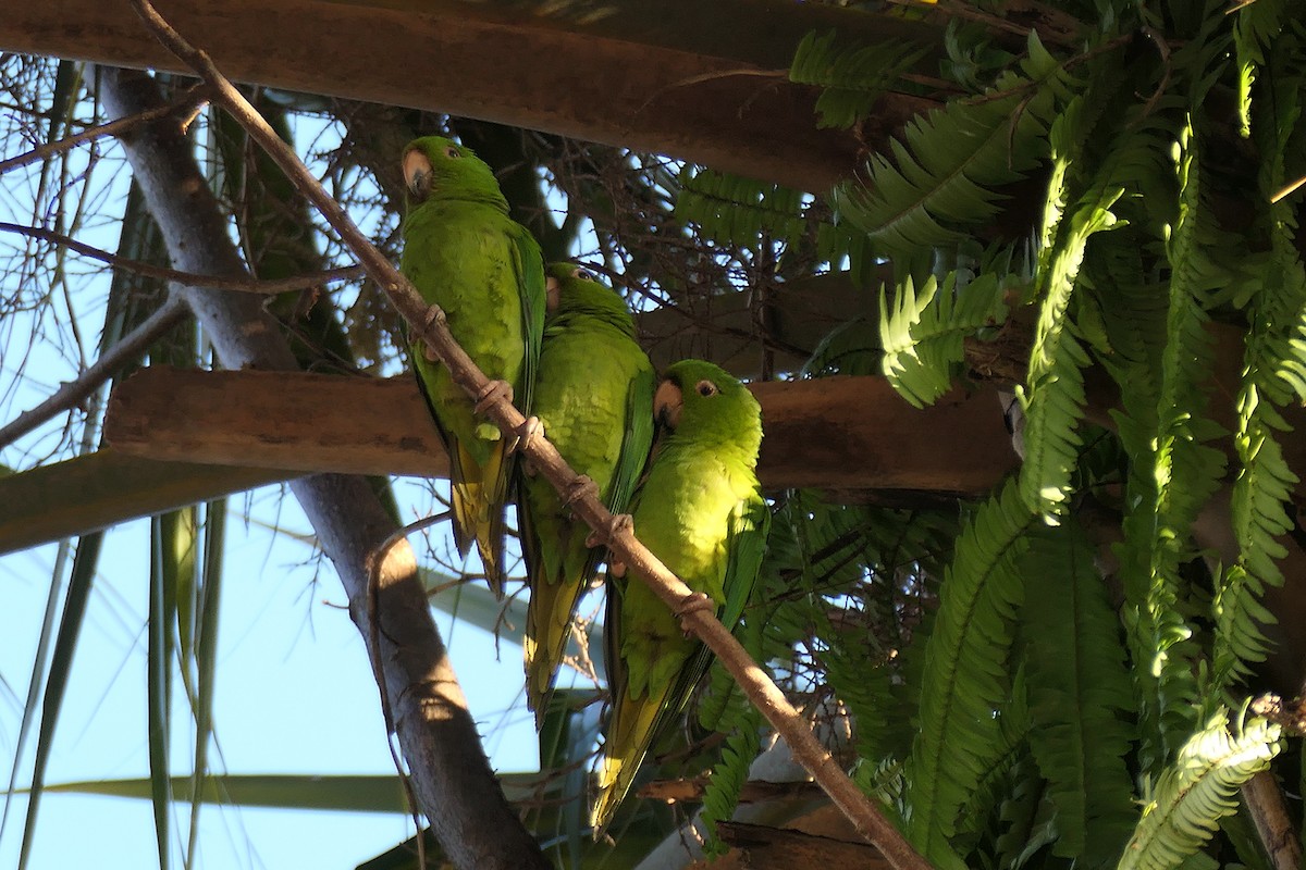 Pacific Parakeet - ML616074145