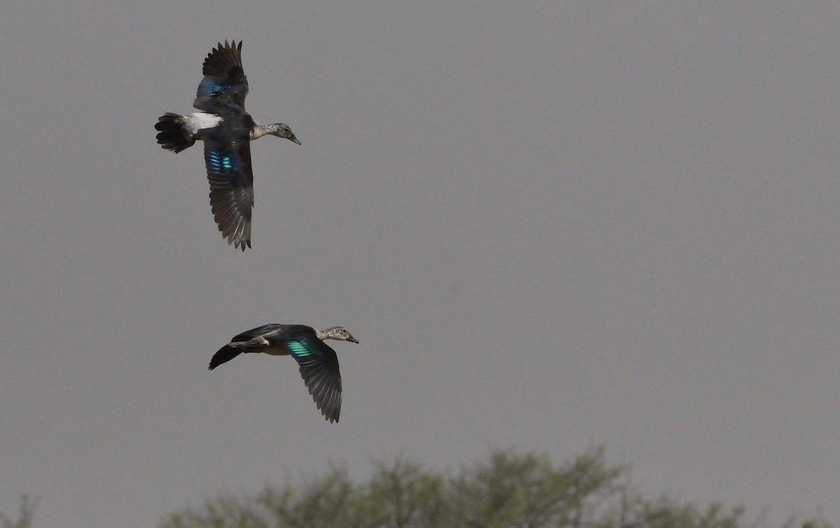 Knob-billed Duck - ML616074190