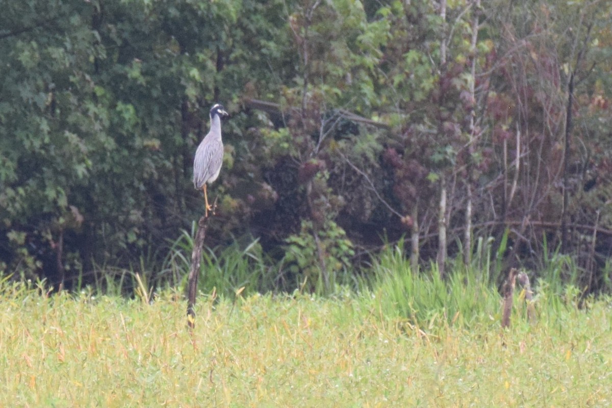 Yellow-crowned Night Heron - ML61607421