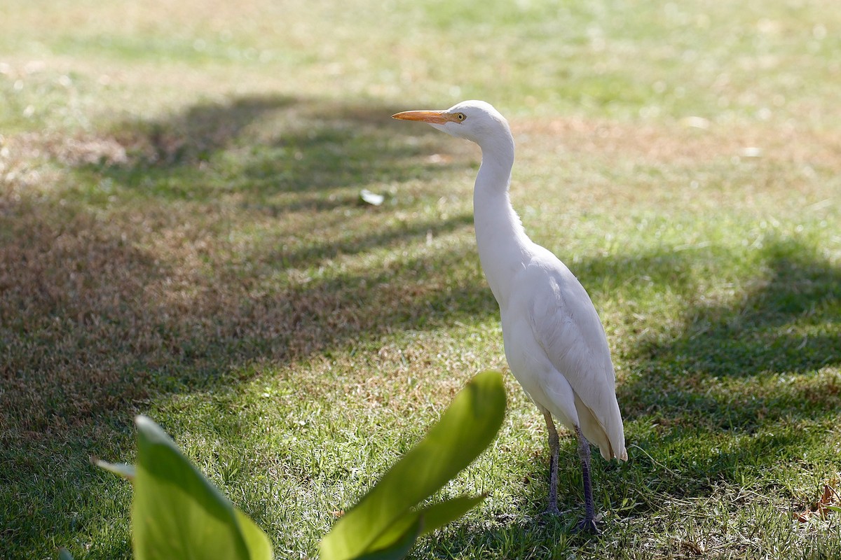 Western Cattle Egret - ML616074258