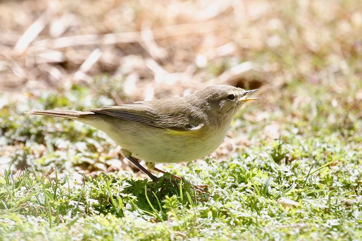 Common Chiffchaff - ML616074313