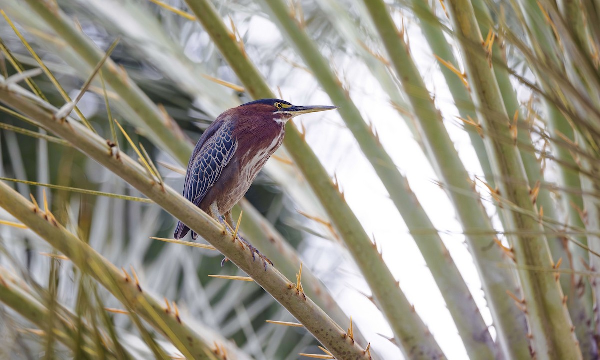 Green Heron - ML616074365