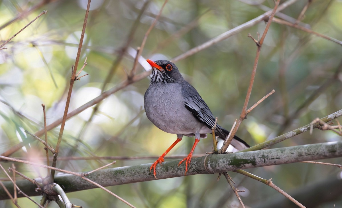 Red-legged Thrush (Antillean) - ML616074389