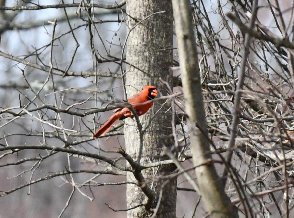 Kırmızı Kardinal - ML616074410