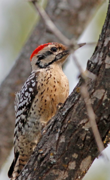 Ladder-backed Woodpecker - ML616074419