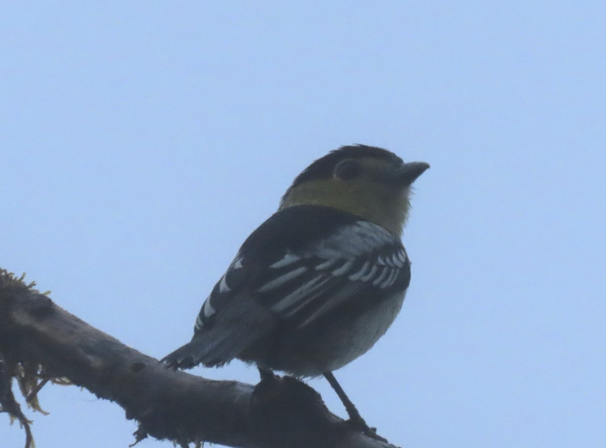 Club-winged Manakin - Berend van Baak