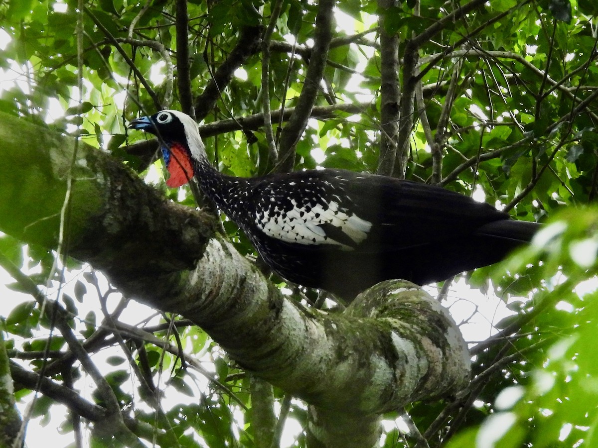 Black-fronted Piping-Guan - ML616074449