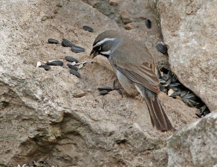 Black-throated Sparrow - ML616074476