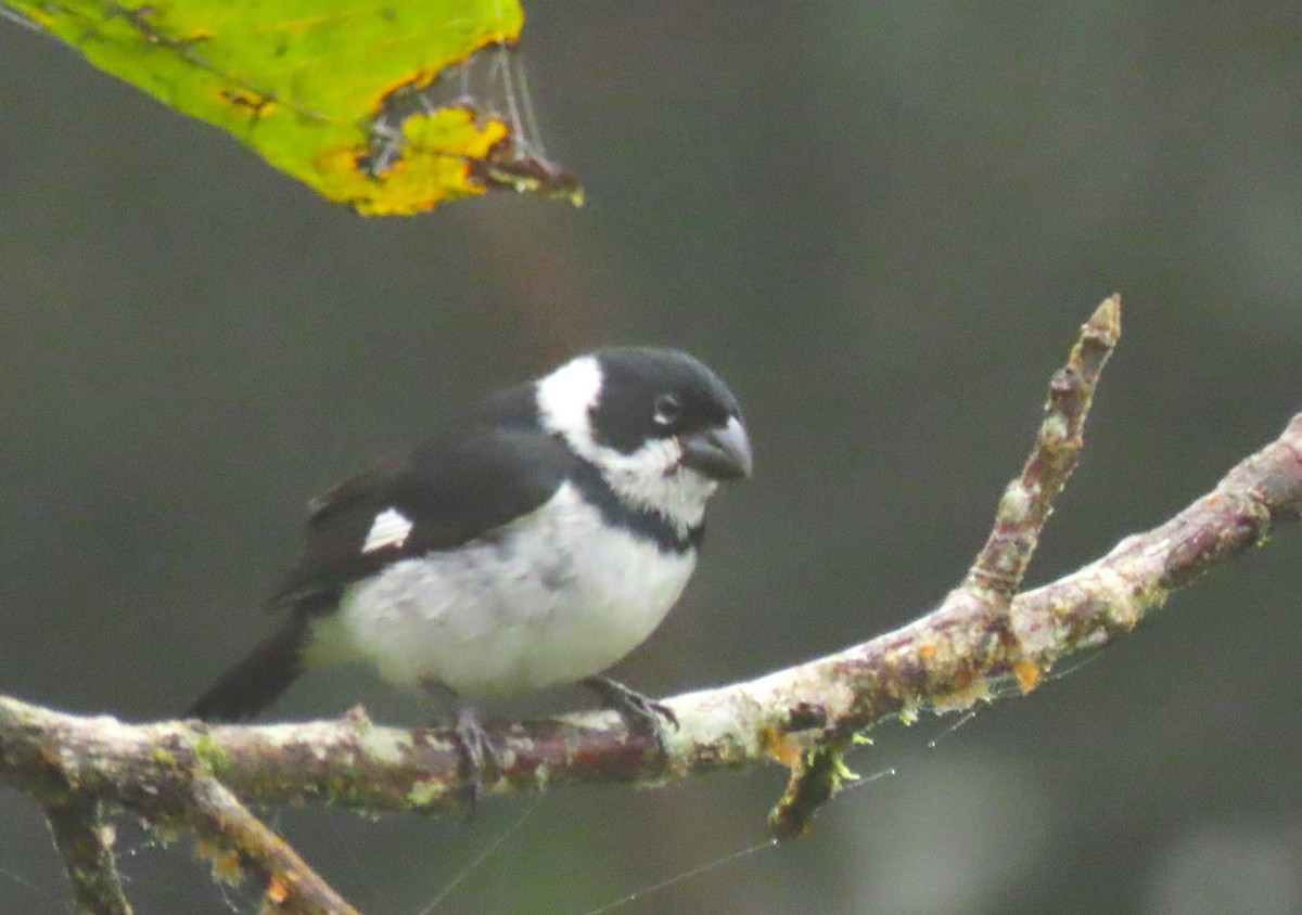 Variable Seedeater - ML616074594