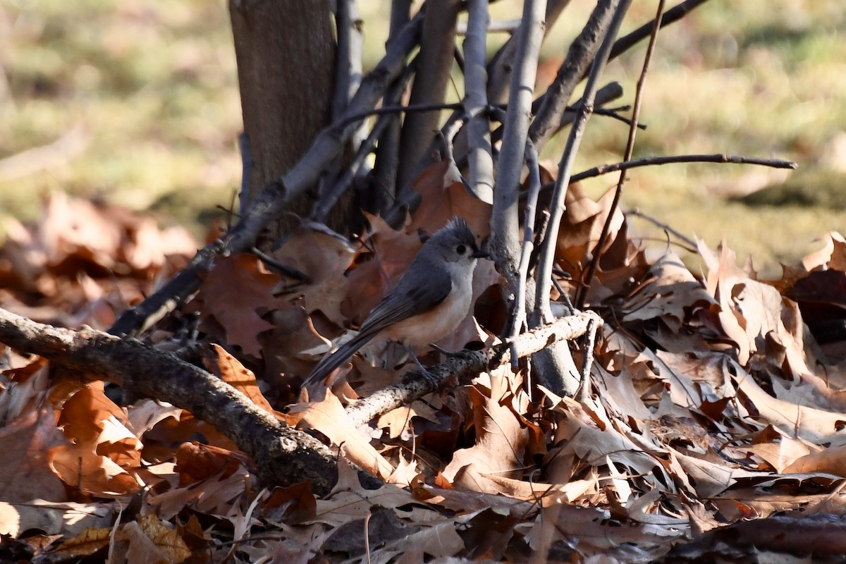 Tufted Titmouse - ML616074599