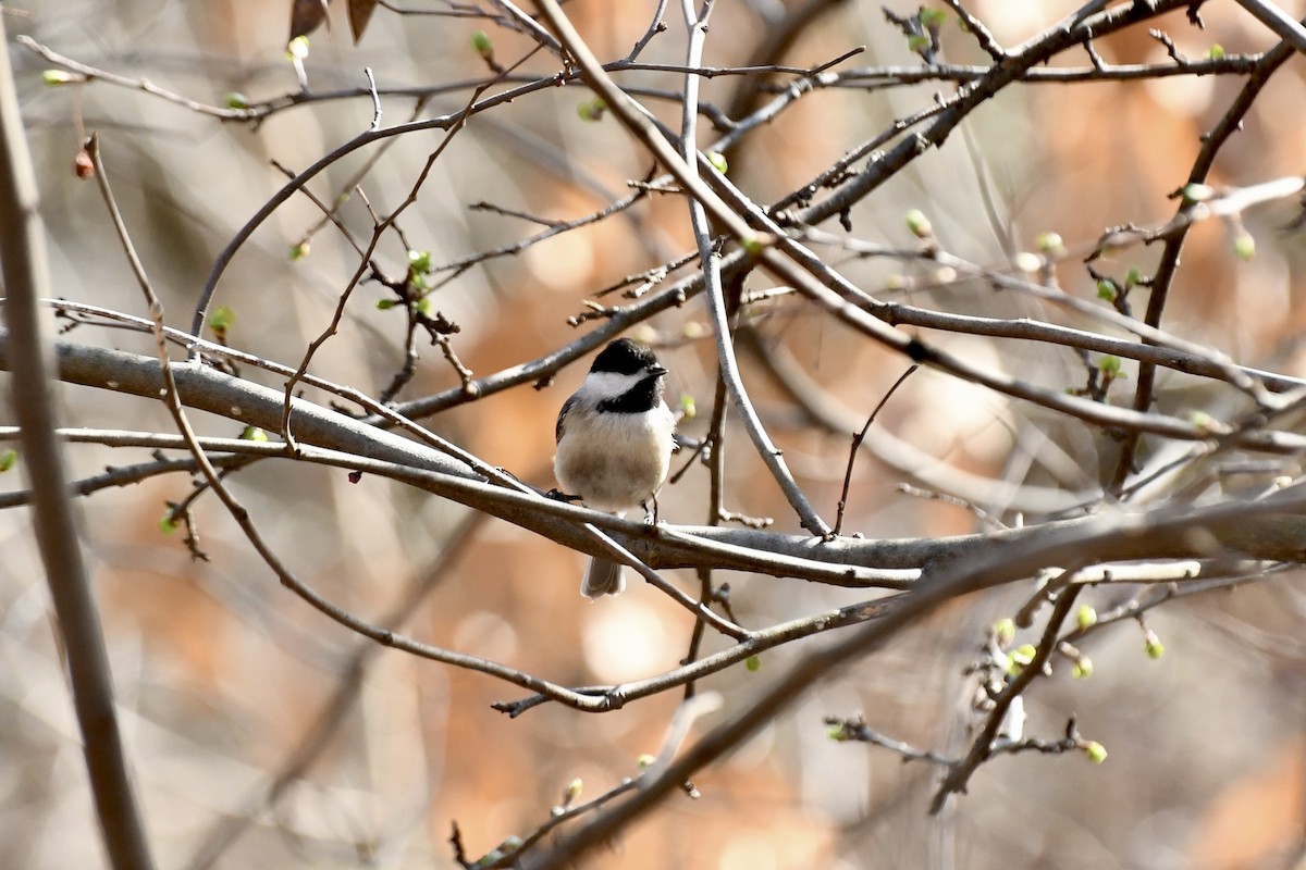 Carolina Chickadee - ML616074630