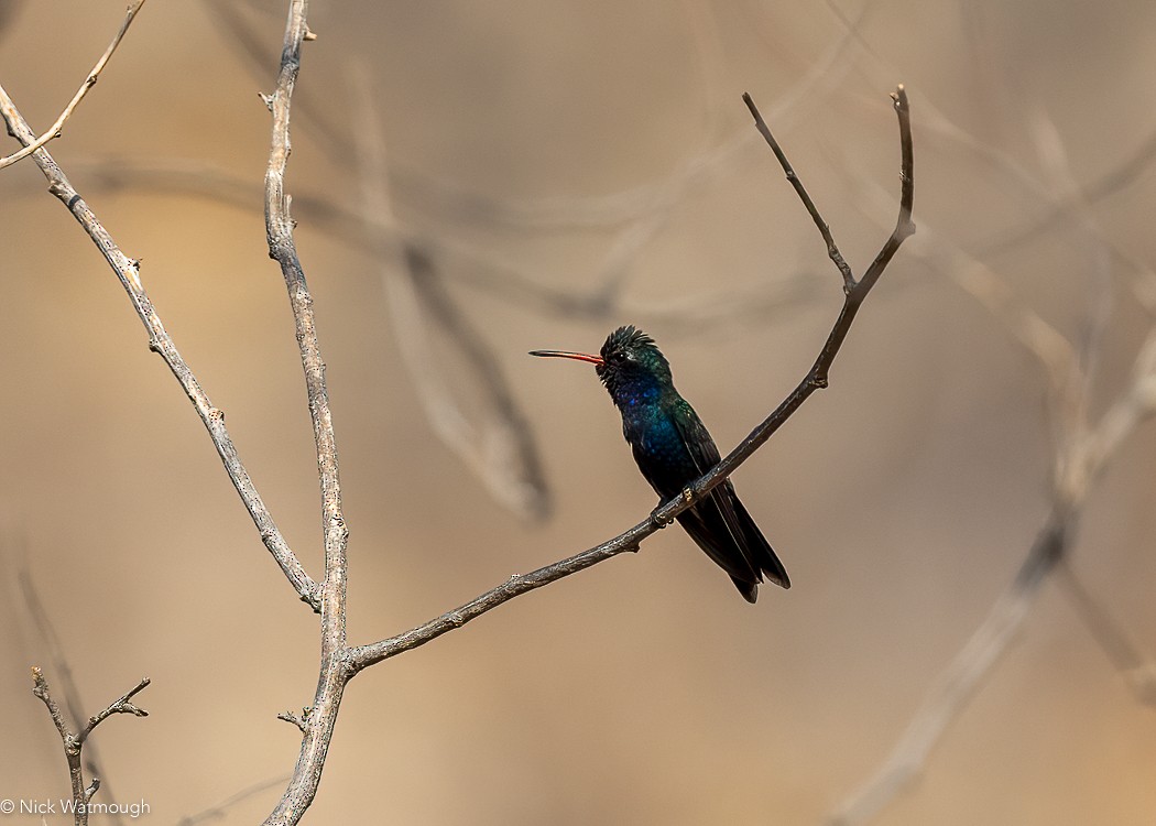 Turquoise-crowned Hummingbird - ML616074686