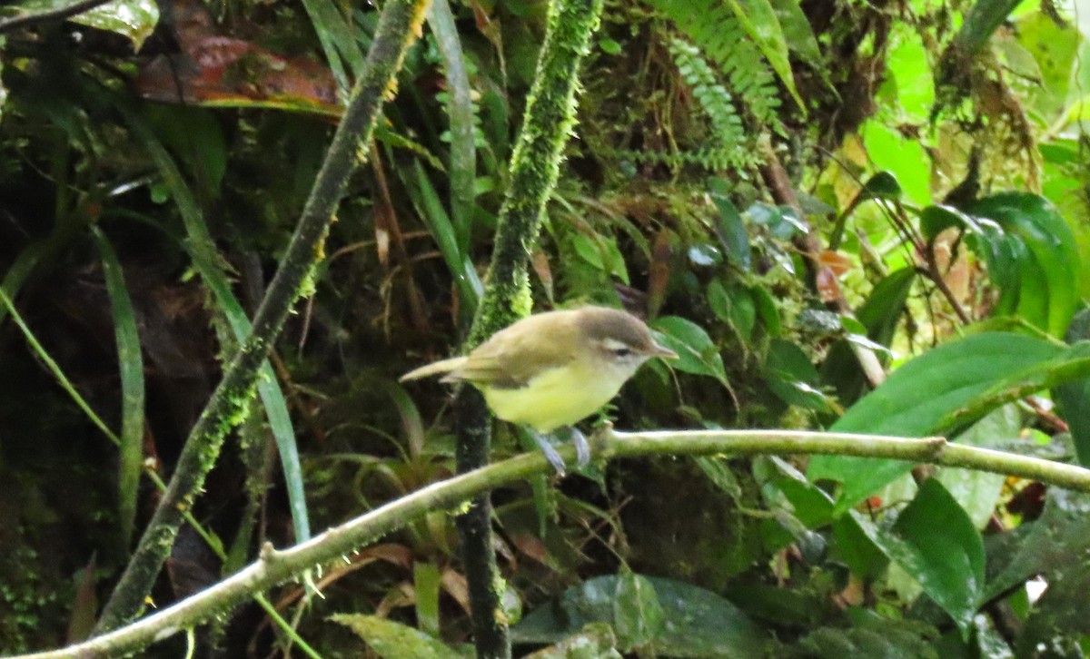 Vireo Coronipardo - ML616074692