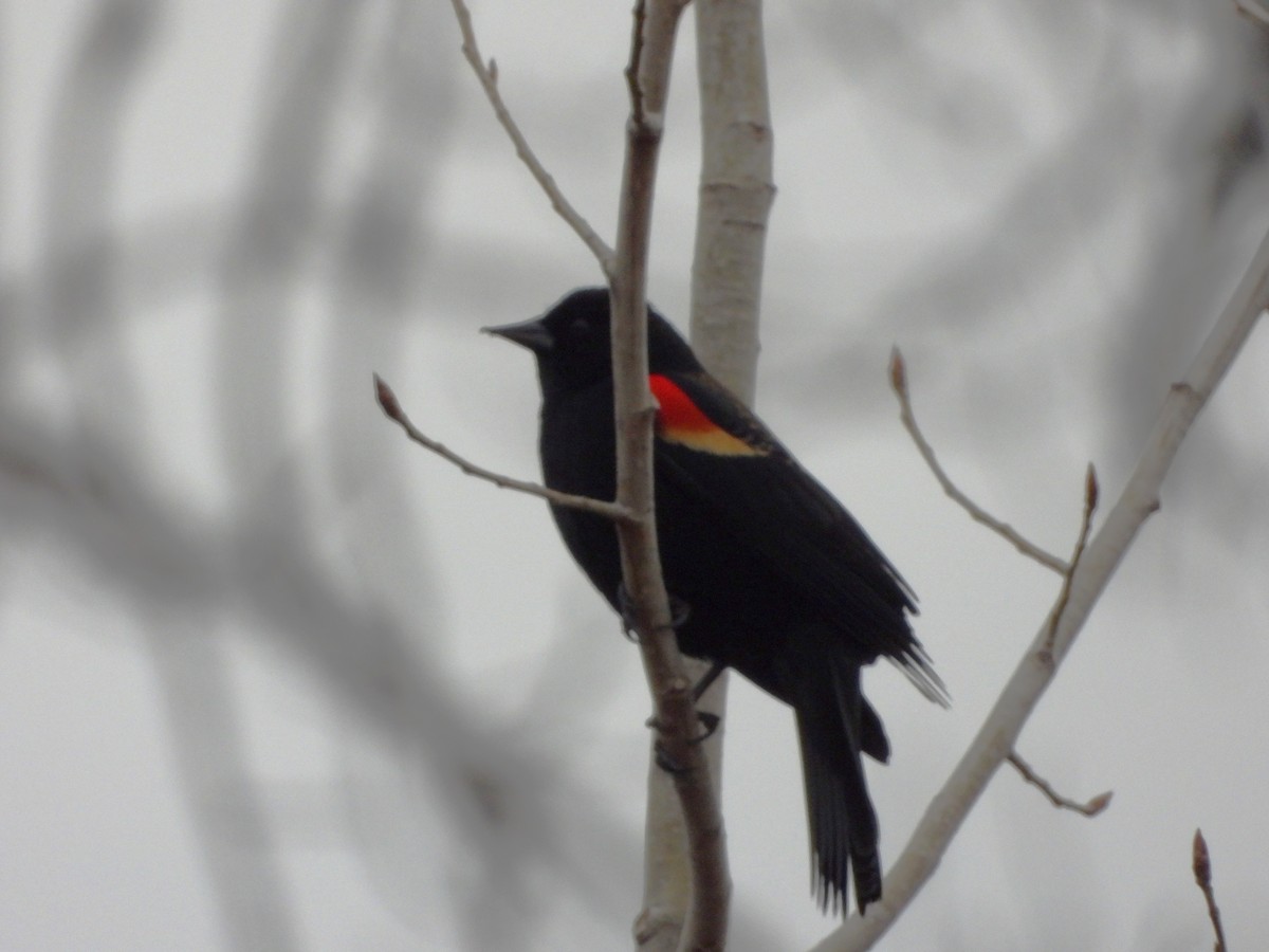 Red-winged Blackbird - ML616074736